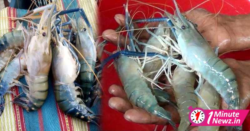Hooghly News Suddenly Kgs of Lobstar found at Hooghly Sheoraphuli Ghat