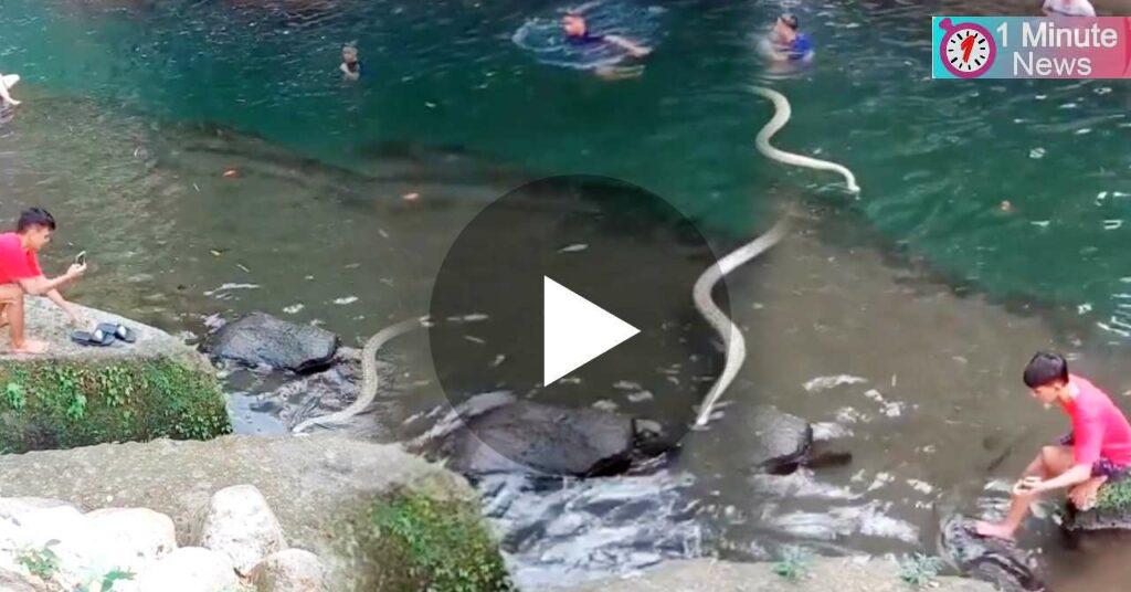 a big snake chease a man in river viral video