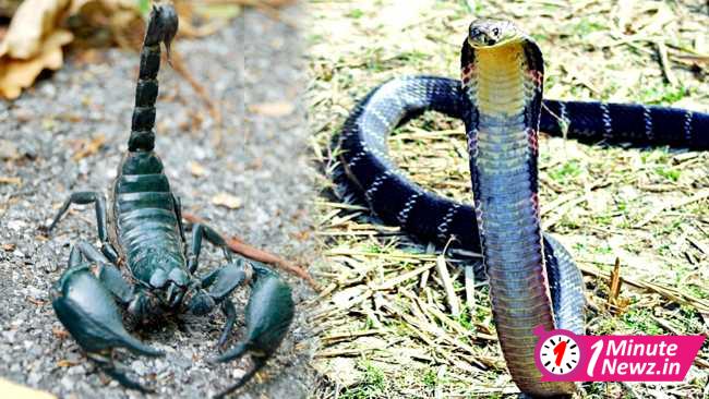 Blue Scorpion vs Snkhachur Snake