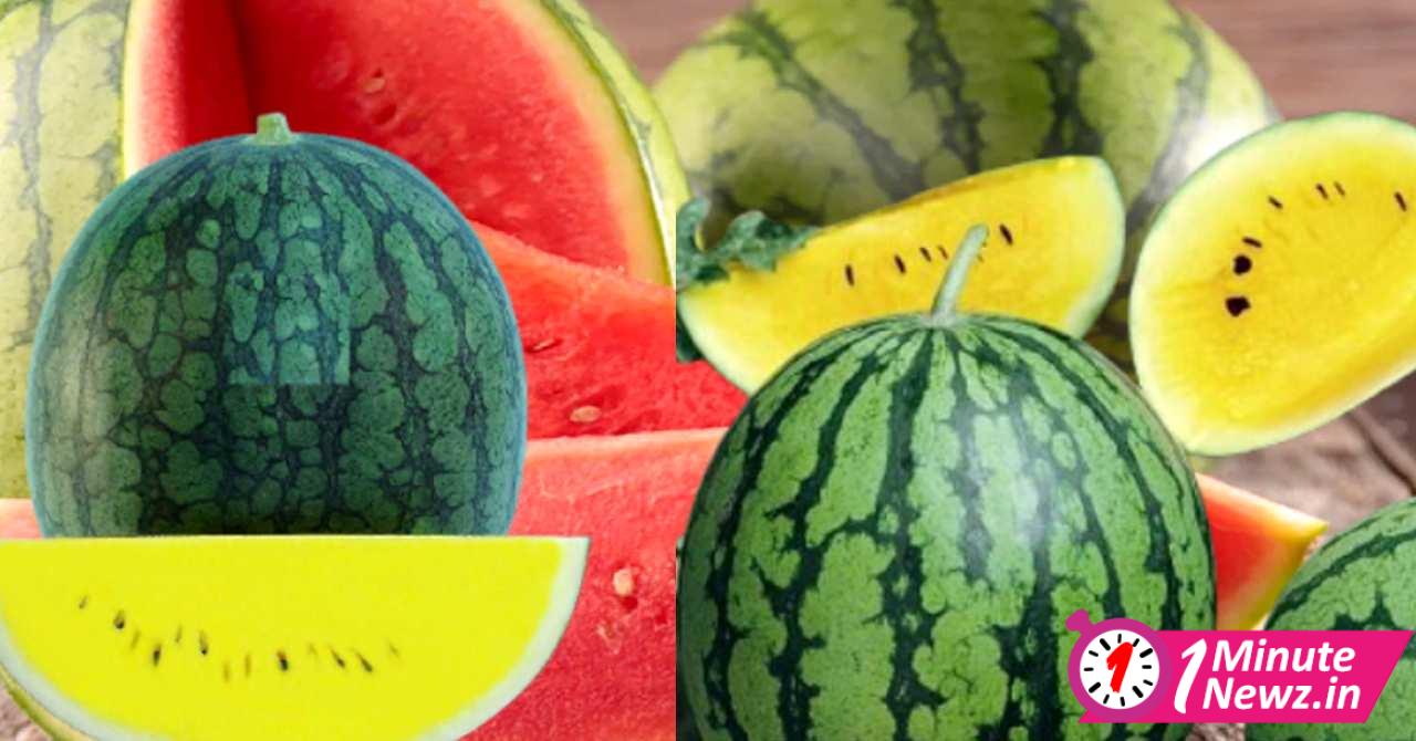 burdwan farmer made colorful watermelon which tastes like pineapple and strawberry 2