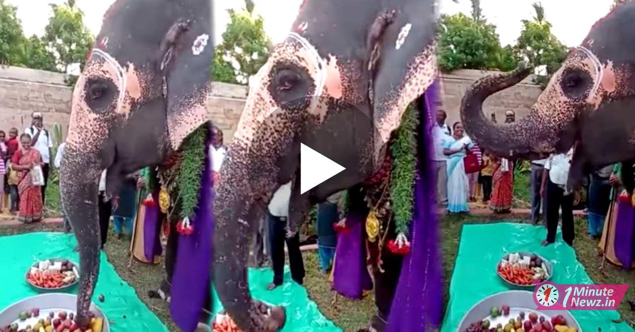 temple elephant alila's birthday celebration viral video