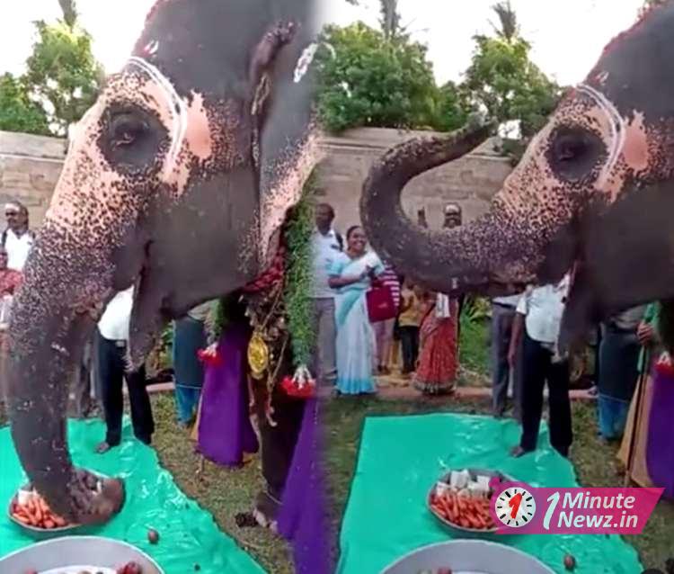 temple elephant birthday celebration viral video