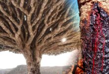 a mysterious tree who has red blood as human in socotra island