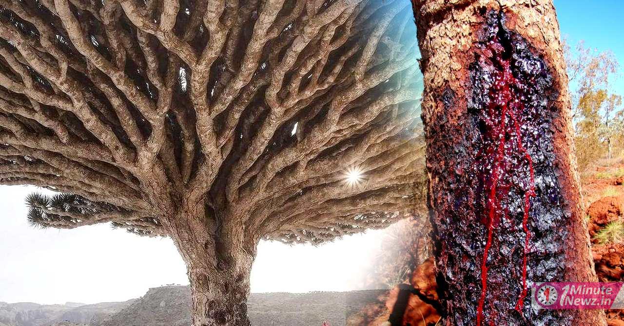a mysterious tree who has red blood as human in socotra island