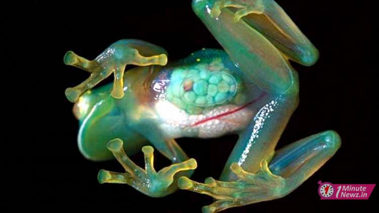 exists this 5 wired animals in the world glass frog