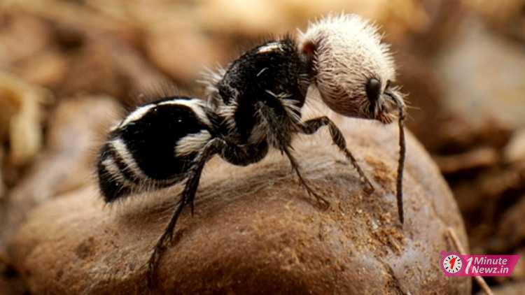 exists this 5 wired animals in the world panda ants