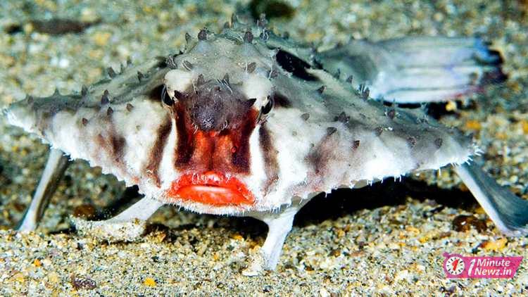exists this 5 wired animals in the world red lip fish