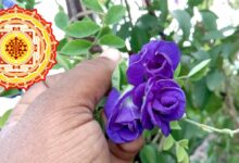 bastu tips planting blue aparajita flower