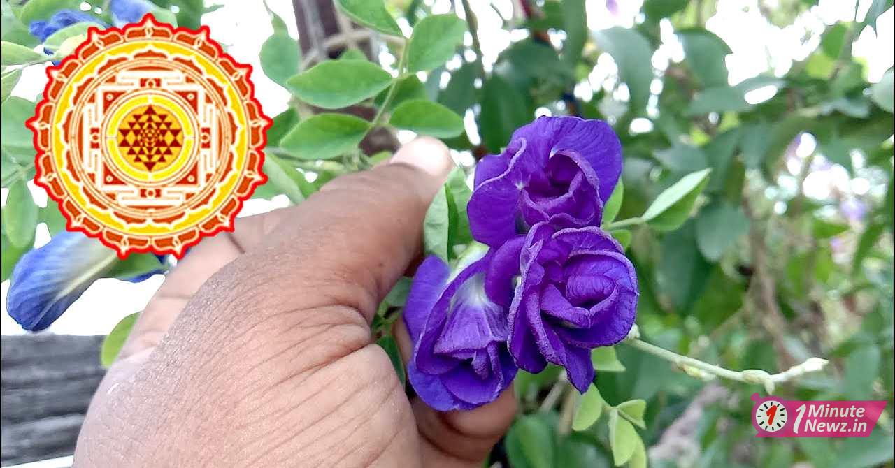 bastu tips planting blue aparajita flower