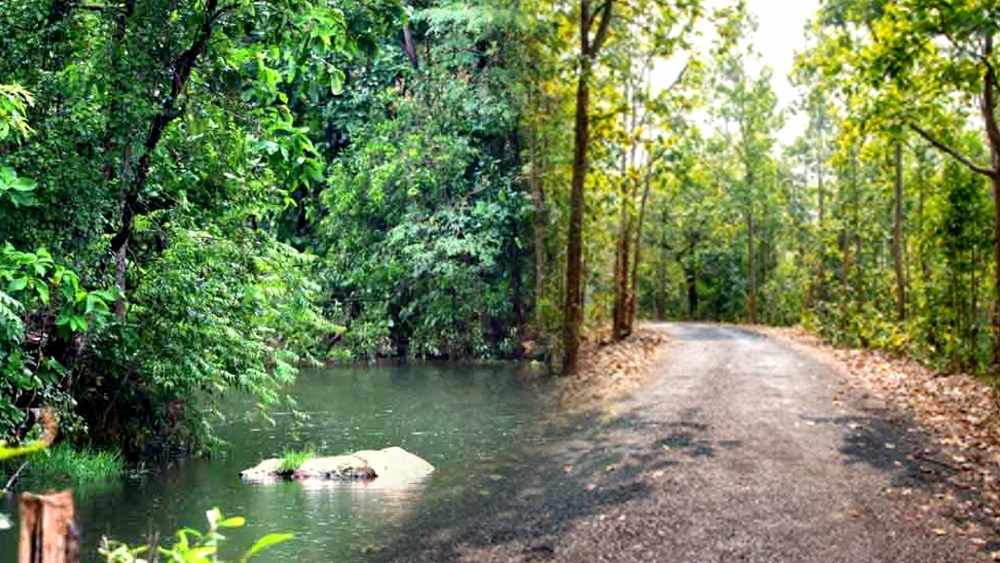 5 travel destination spot in bankura sutan forest